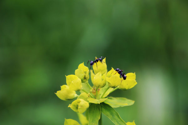 Ants on a flower in the garden