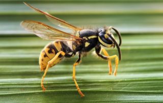 wasp and hornet exterminator in montrose co